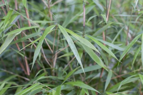 Bambusblätter in Nahaufnahme